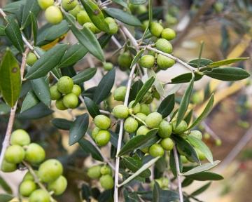 Olijfboom snoeien: zo pak je het goed aan
