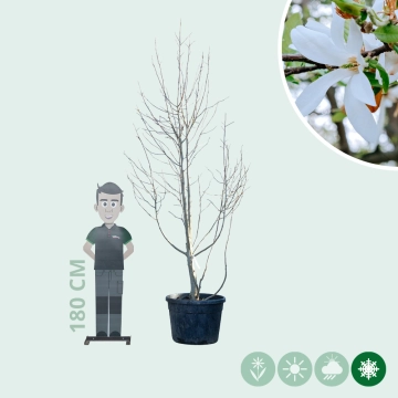 Magnolia kobus meerstammig