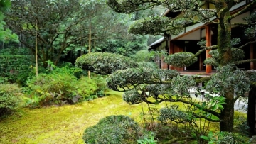 Bomen voor een Japanse tuin