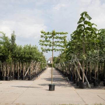 Snelgroeiende bomen