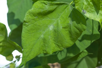 Bolcatalpa