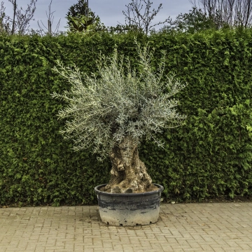 Olijfboom 'Bonsai' #88