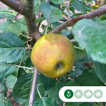 Malus d. 'Schone van Boskoop'/'Goudreinette' halfstam leiboom