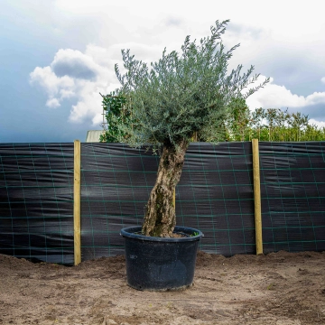 Olijfboom 'Bonsai' #64