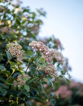Geschikte bomen voor een kleine tuin