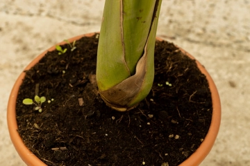 Bomen bemesten