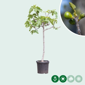 Vijgenboom 8/10 cm