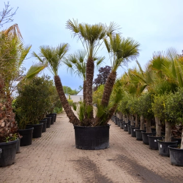 Dwergpalm meerstammig #163
