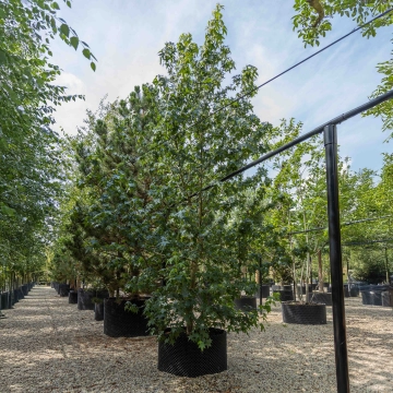 Meerstammige amberboom #17