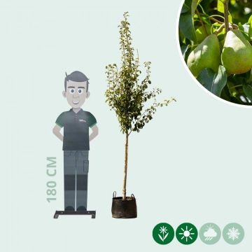 Pyrus c. 'Doyenne du Comice'