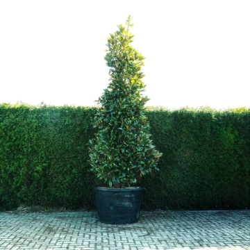 Magnolia grandiflora solitair #81