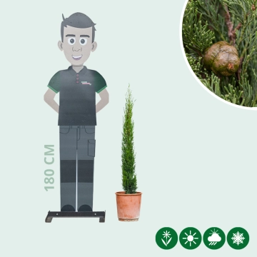 Italiaanse cipresboom 'Totem' 80 cm