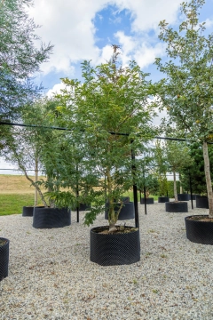 Gele valse Christusdoorn meerstammig #26