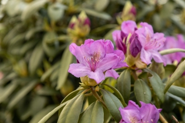 Rhododendron planten