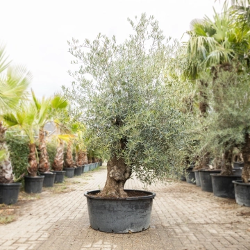 Olijfboom 'Bonsai' #192