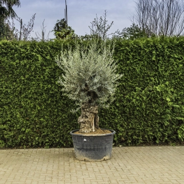 Olijfboom 'Bonsai' #94