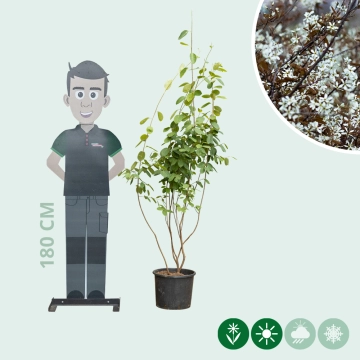 Krentenboom meerstammig