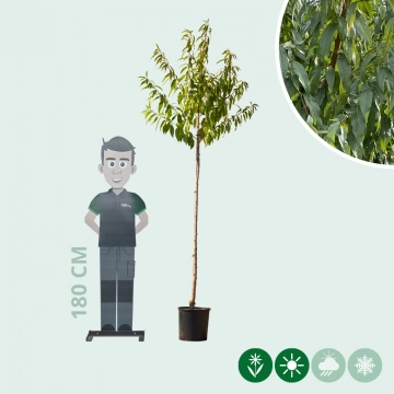 Amandelboom halfstam