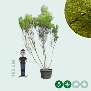 Tamarisk meerstammig