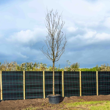 Valse Christusdoorn 'Skyline' #65