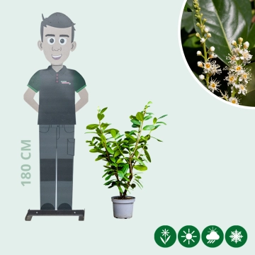 Laurierhaag 'Novita' 60 cm