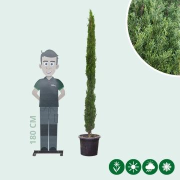 Italiaanse cipresboom 'Totem' 200 cm