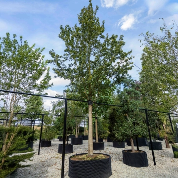 Rode veldesdoorn #49