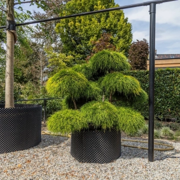 Schijncipres 'Bonsai' #114