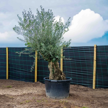 Olijfboom 'Bonsai' #2
