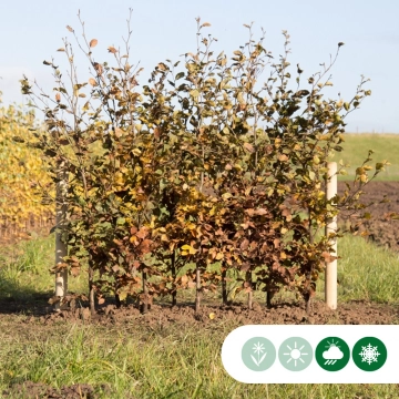 Groene beukenhaag per meter dubbele rij