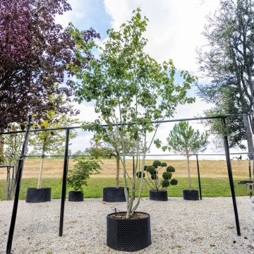 Grijze streepjesbast esdoorn #109