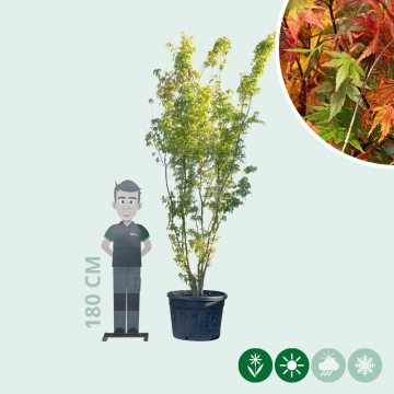 Gewone Japanse esdoorn