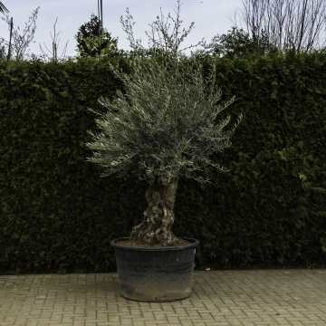 Olijfboom 'Bonsai' #96