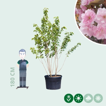 Gewone Japanse sierkers meerstammig