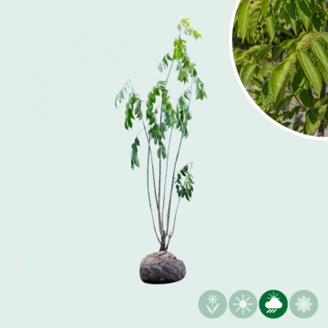 Bijenboom meerstammig