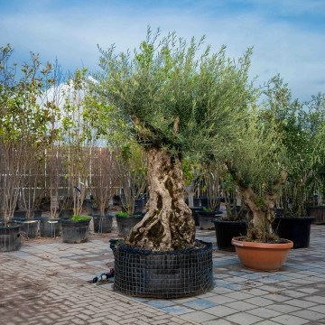 Olijfboom 'Bonsai' #62