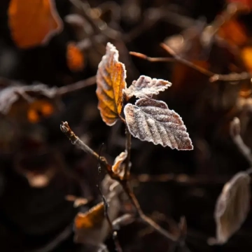 De winter staat voor de deur: wat betekent dit voor de bomen in je tuin?