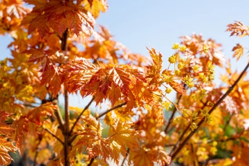 Mooie bomen voor in een grote tuin