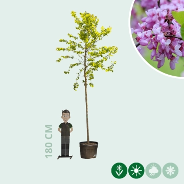 Gewone Judasboom volgroeid