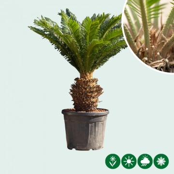 Vredespalm XXL