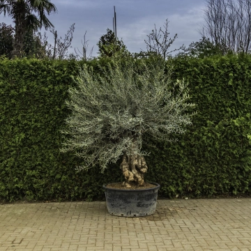 Olijfboom 'Bonsai' #90