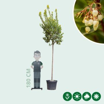Aardbeienboom