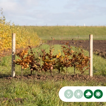 Groene beukenhaag per meter dubbele rij