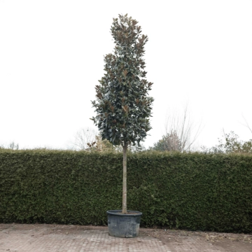 Magnolia grandiflora #68