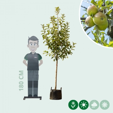 Malus d. 'Elstar'