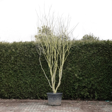 Judasboom 'Avondale' meerstammig #74