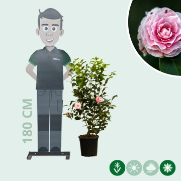 Camellia 'Bonomiana'