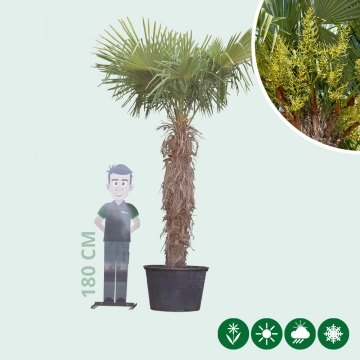 Chinese waaierpalm 180 cm stamhoogte