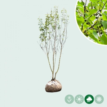 Netelboom meerstammig