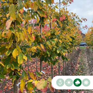 Parrotia leiboom 100 cm